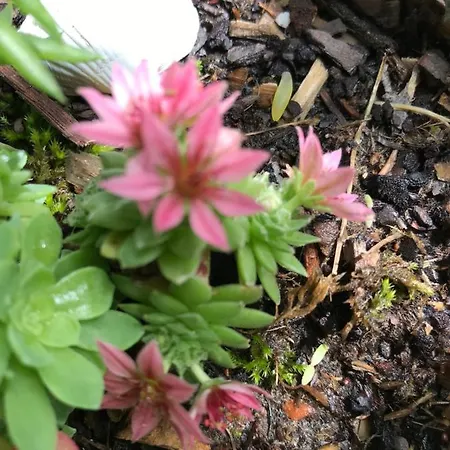 La Maison D Helene Cambes (Lot)